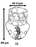 Dictyocysta elegans var. speciosa Jörgensen 1924 now known as D. speciosa