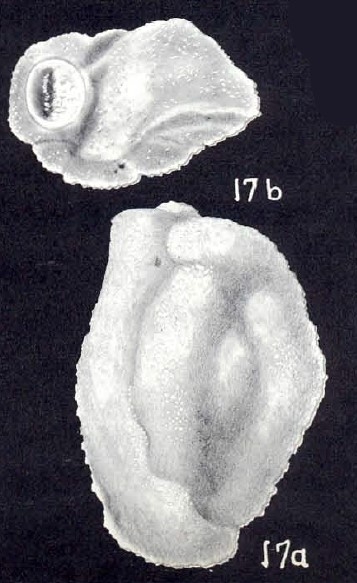 Miliammina (?) tortugaensis McCulloch, 1981