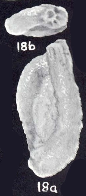 Miliammina (?) wilberi McCulloch, 1981