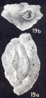 Dentostomina capelavelaensis McCulloch, 1981