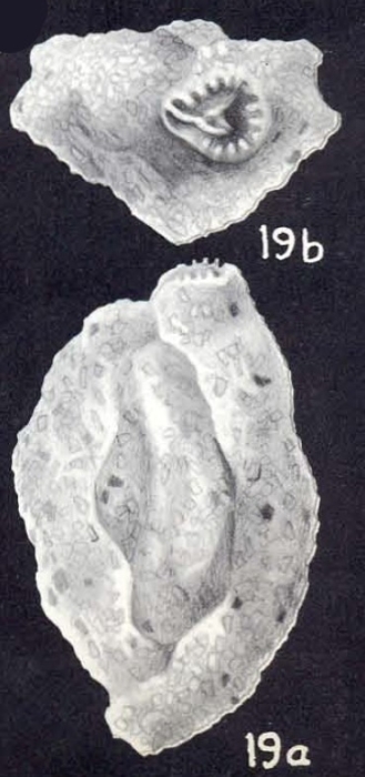Dentostomina capelavelaensis McCulloch, 1981 Dentostomina capelavelaensis McCulloch, 1981