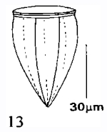 Epirhabdonella niei Xu, Hong, Song, Ke, & Ma  2001