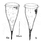 Rhabdonella reticulata Xu, Hong, Song, Ke, & Ma 2001