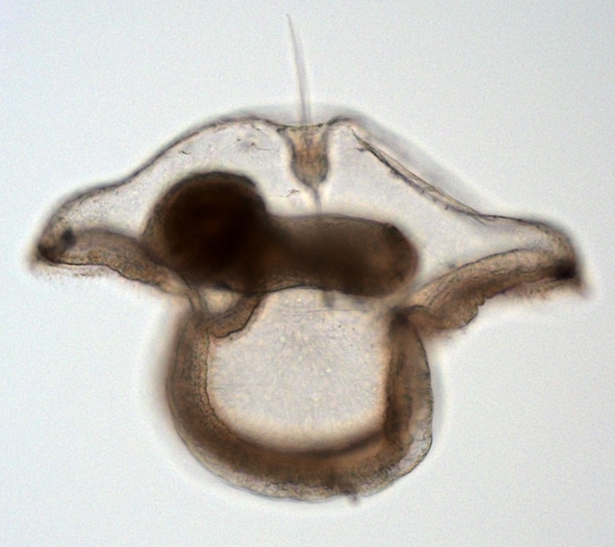 Pilidium from Vietnam