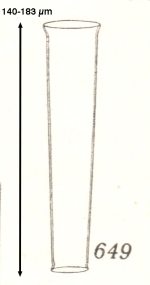 Tintinnus perminutus Kofoid & Campbell 1929, now known as Eutintinnus perminutus
