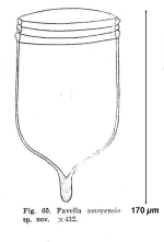 Favella amoyensis Wang & Nie, 1932