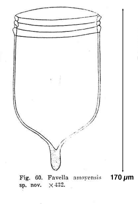 Favella amoyensis Wang &amp; Nie, 1932