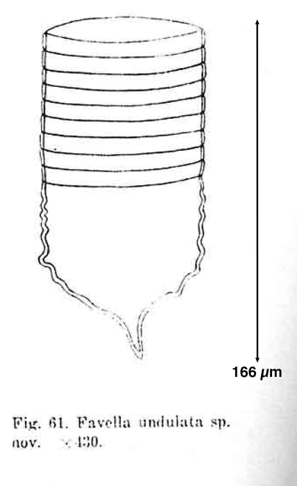 Favella undulata Wang &amp; Nie, 1932