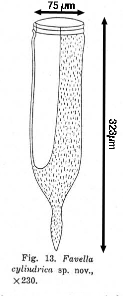 Favella cylindrica Wang, 1936