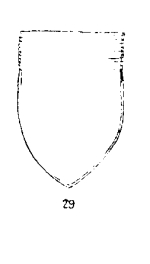 Favella azorica var. composita Jörgensen, 1924 Now known as Favella composita