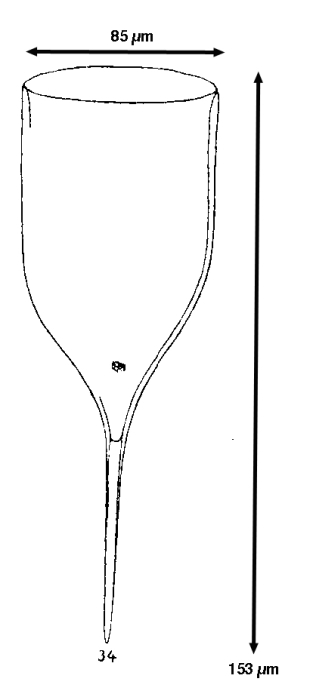 Favella fistulicauda Jörgensen, 1924