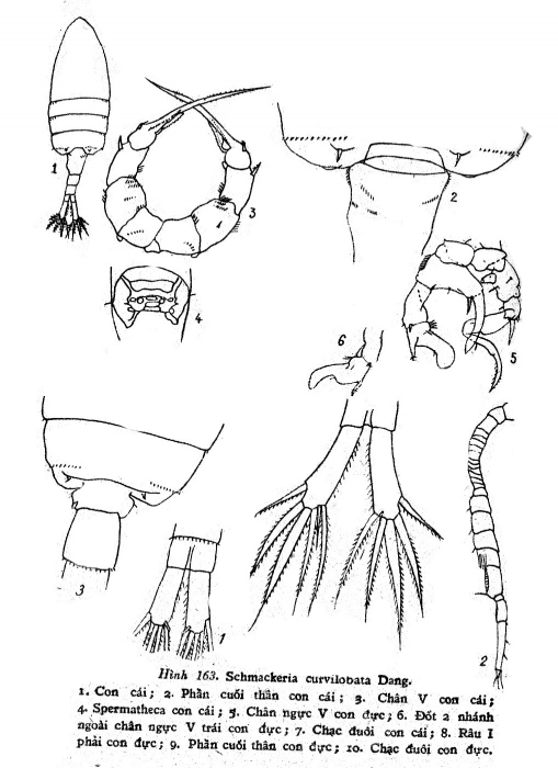 curvilobatus body & P5