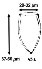 Undella subacuta f. acuta Jörgensen 1924 Now known as Proplectalla acuta