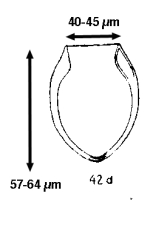 Undella claparedei var. angustior Jörgensen 1924 now known as Proplectella angustior