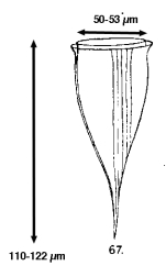 Rhabdonella elegans Jörgensen, 1924