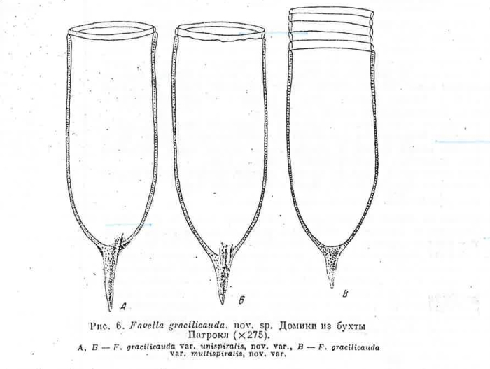 Favella gracilicauda Strelkow, 1953