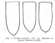 Favella ecaudata Strelkow, 1953