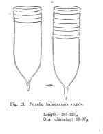Favella hainanensis Nie & Ch'eng, 1947