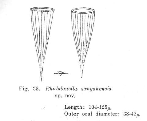 Rhabdonella sanyahensis Nie &amp; Ch&#039;eng, 1947