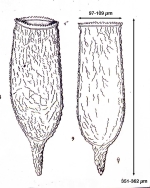 Favella mexicana Osorio-Tafall, 1941