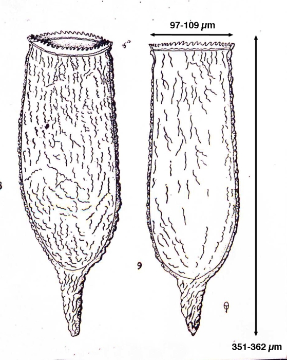 Favella mexicana Osorio-Tafall, 1941