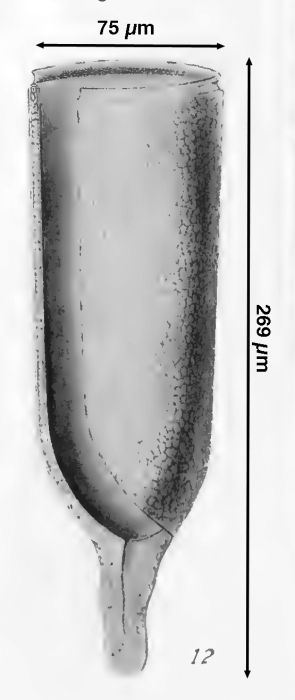 Favella septentrionalis Campbell, 1942