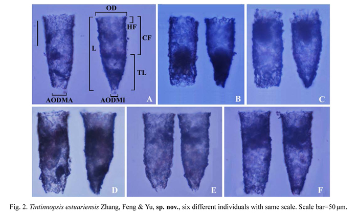 Tintinnopsis estuariensis Zhang, Feng, Yu, Chen, &amp; Xiao 2014