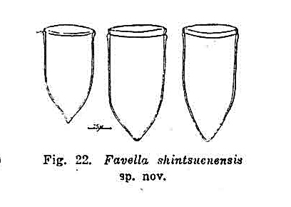 Favella shintsuenensis Nie &amp;amp; Ch&amp;#039;eng, 1947