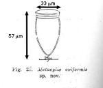 Metacylis oviformis Nie & Ch'eng, 1947