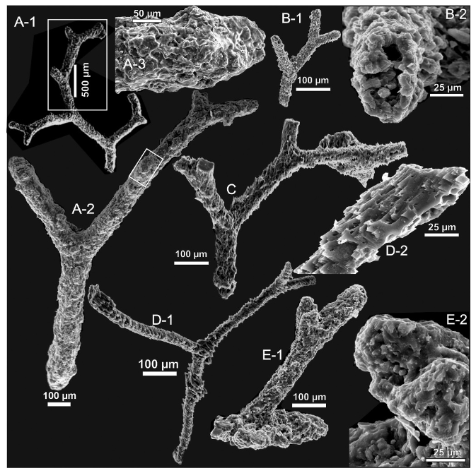 Devonodendron scopulum Racki, 2025