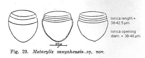 Metacylis sanyahensis Nie &amp; Ch'eng 1947
