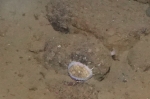 Diodora tanneri on  a rock