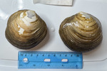 Lucinoma thula - pair of bivalves