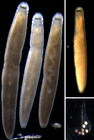 Specimens from Peter the Great Bay (Sea of Japan)