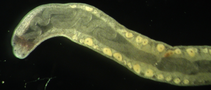 Prostoma sp. Prostoma sp.