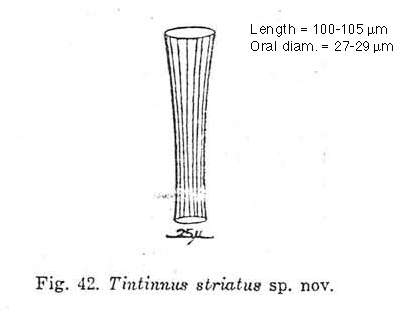 Tintinnus striatus Nie &amp; Ch'eng 1947