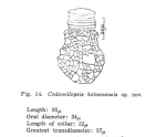 Codonellopsis hainanensis Nie & Ch'eng 1947