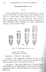 Tintinnopsis digita Nie & Ch'eng 1947