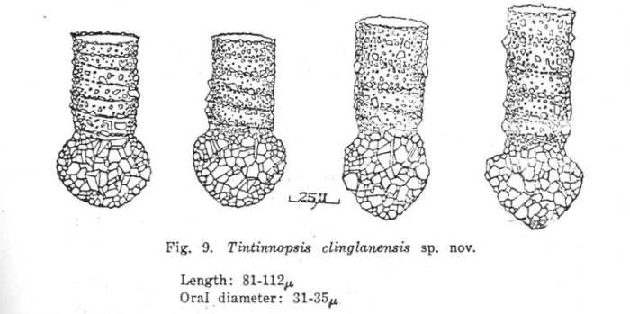 Tintinnopsis chinglanensis Nie &amp; Ch'eng 1947