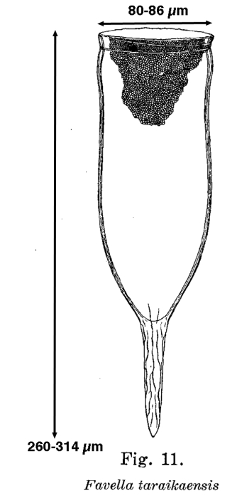 Favella taraikaensis Hada, 1932