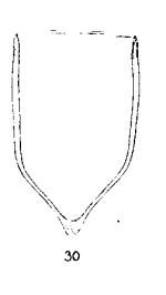 Favella azorica var. campanula Jörgensen 1924