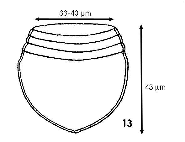 Metacylis tropica Duran, 1957