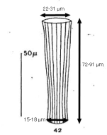 Daturella luanae Marshall 1934
