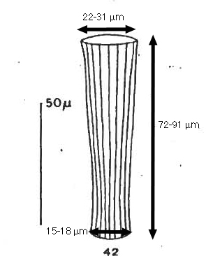 Daturella luanae Marshall 1934