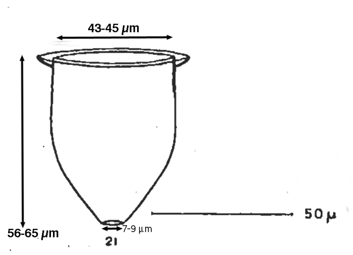 Craterella aperta Marshall 1934