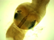 Stylet apparatus (paratype)