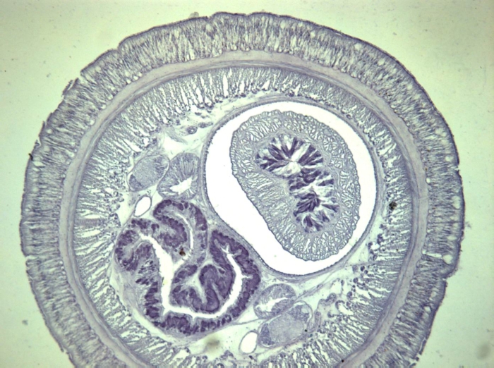 Transverse section (holotype) Transverse section (holotype)