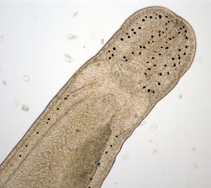 Zygonemertes sp. from Turkish