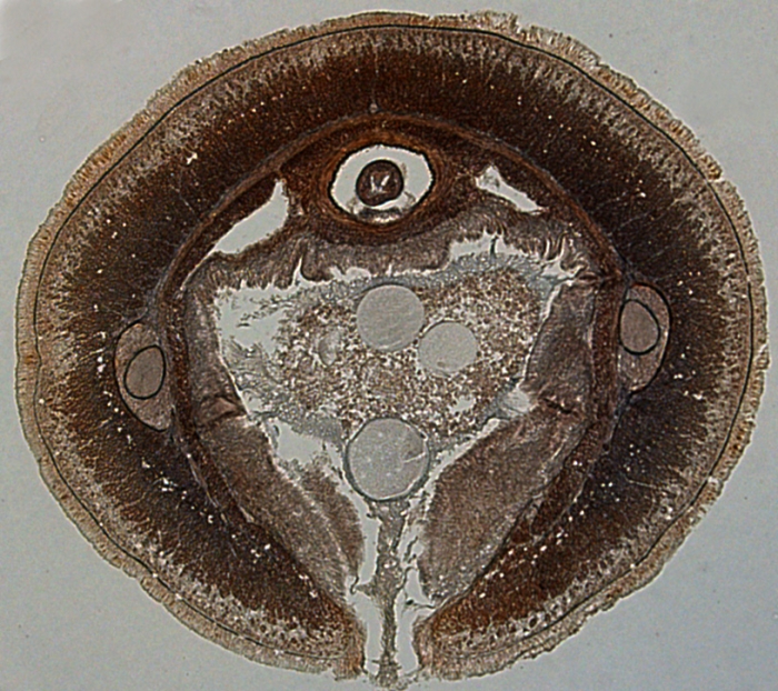 Transverse section of unknown heteronemertean Transverse section of unknown heteronemertean