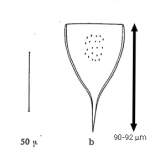 Parundella lata Gaarder, 1946